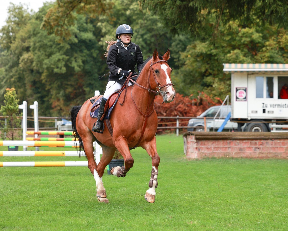 Springpferd Farceur III CH (Freiberger, 2013, von Never BW)