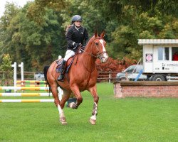 Springpferd Farceur III CH (Freiberger, 2013, von Never BW)