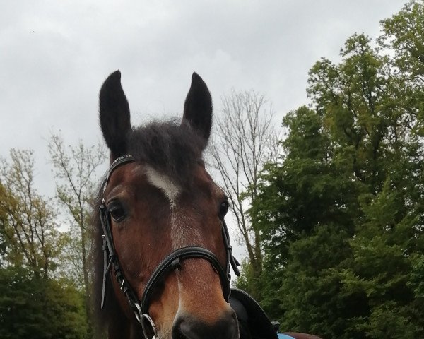 jumper Machno Dawnus (Welsh-Cob (Sek. D), 1999, from Minyffordd Democrat)
