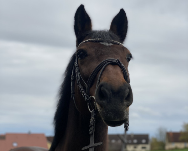 broodmare Canoletta (Holsteiner, 2012, from Canoso)