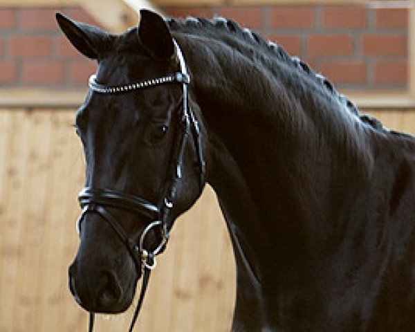 broodmare Lady (Hanoverian, 2004, from Stedinger)