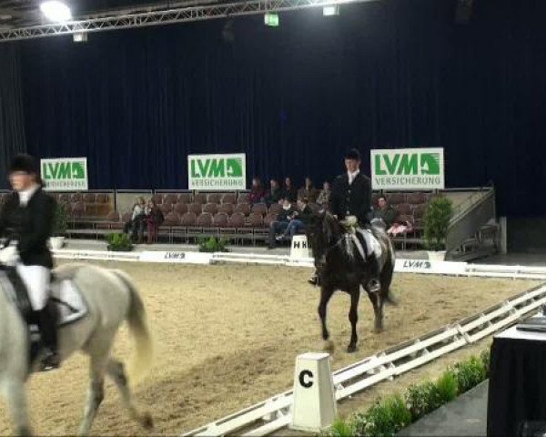 dressage horse Delmar (Hanoverian, 2002, from De Niro)