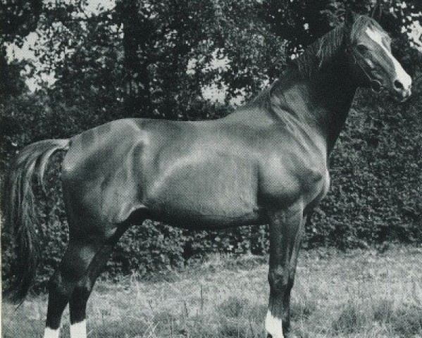 stallion Altan (Trakehner, 1943, from Hirtensang)
