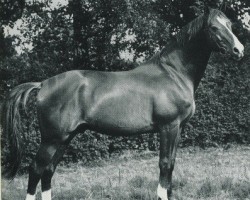 stallion Altan (Trakehner, 1943, from Hirtensang)
