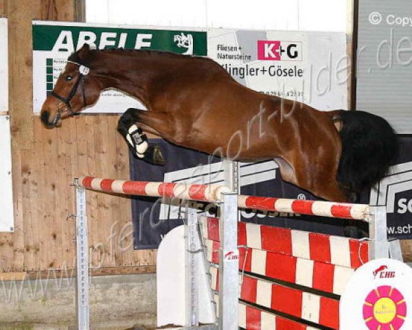 Zuchtstute Chica can fly (Oldenburger, 2005, von Chambertin)