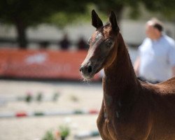 horse Chianti Blue Deluxe (Westphalian, 2022, from Charthago Blue OLD)