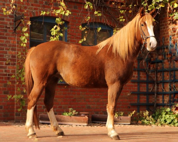 broodmare Fleur (Freiberger, 2018, from Halipot CH)