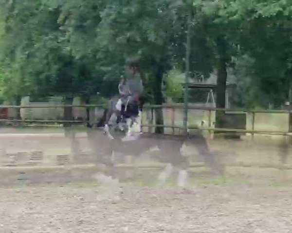 Video of Magnolia Nera CH