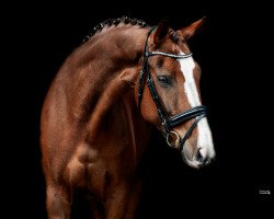 dressage horse Everybody's Darling 22 (Hanoverian, 2015, from Earl)