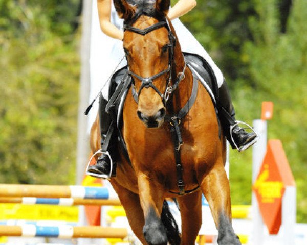 jumper Balyanca (Hanoverian, 1995, from Benz)