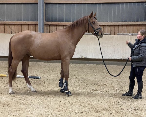 horse Ebony 129 (Hanoverian, 2020, from Escamillo)