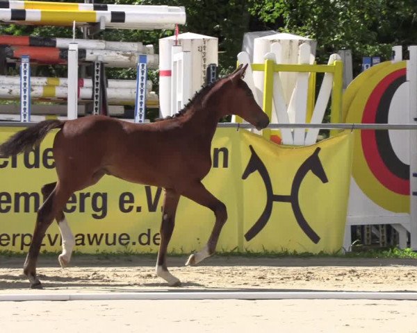 Video von Camillo vom Kastanienhof