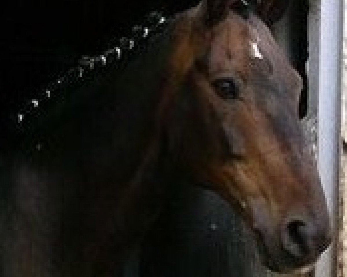 horse Wodkin Junior (Bavarian, 1992, from Wodkin)