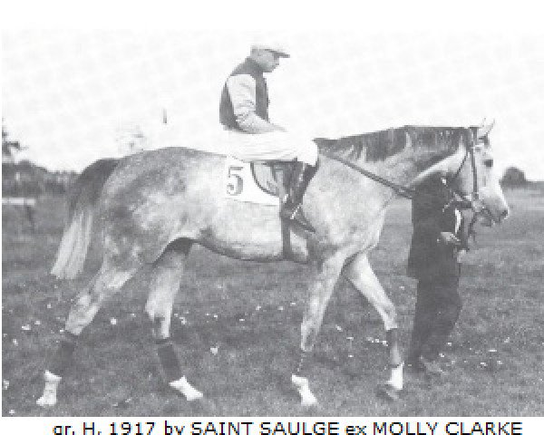 stallion Rittersporn xx (Thoroughbred, 1917, from Saint Saulge xx)