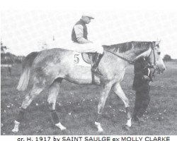 stallion Rittersporn xx (Thoroughbred, 1917, from Saint Saulge xx)