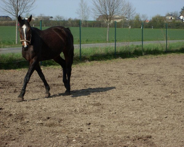 broodmare Polidorka AS (Westphalian, 1993, from Polydor)