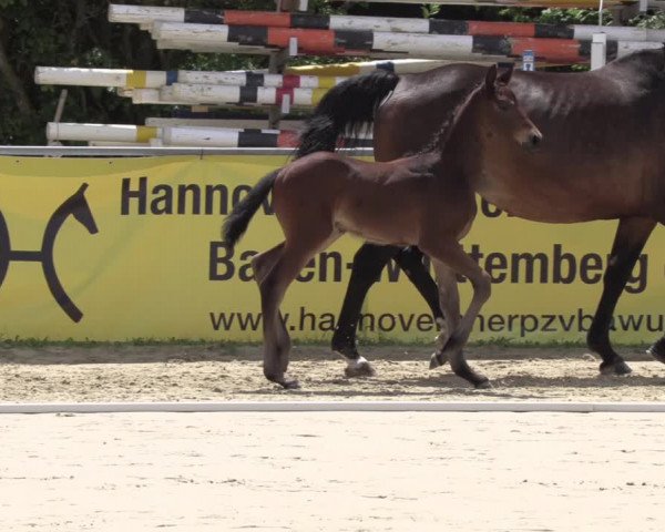 Video von Figaro vom Kastanienhof