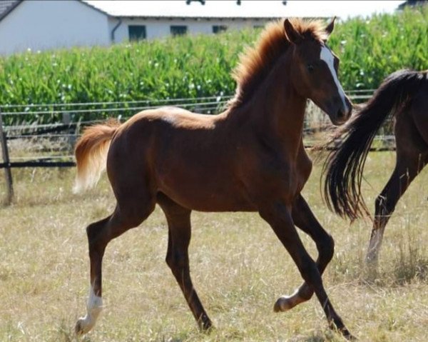 broodmare Damons Queen (Oldenburg, 2022, from Quaterback)