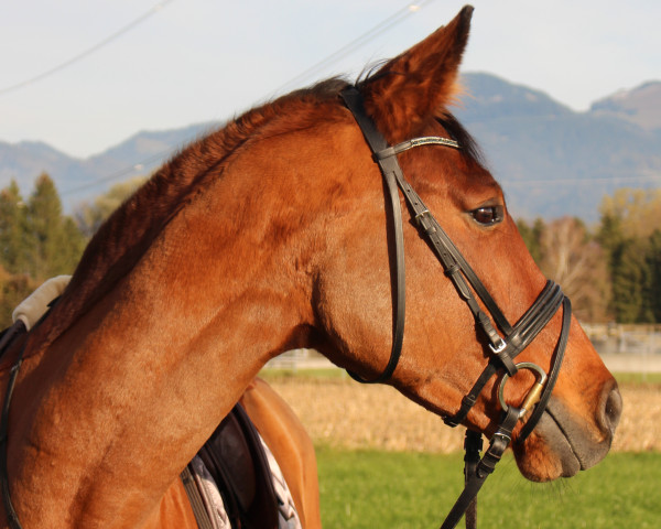 broodmare Rebellina (Oldenburg, 2012, from Straviaty)