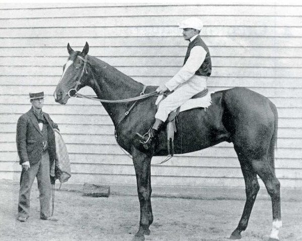 stallion Cremorne xx (Thoroughbred, 1869, from Parmesan xx) stallion Cremorne xx (Thoroughbred, 1869, from Parmesan xx)