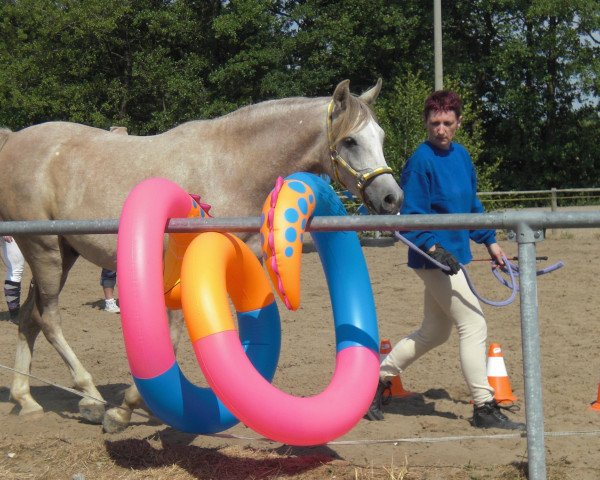 horse HA Sharif el Asl (Arabian purebred, 2005, from El Sharif EAO)