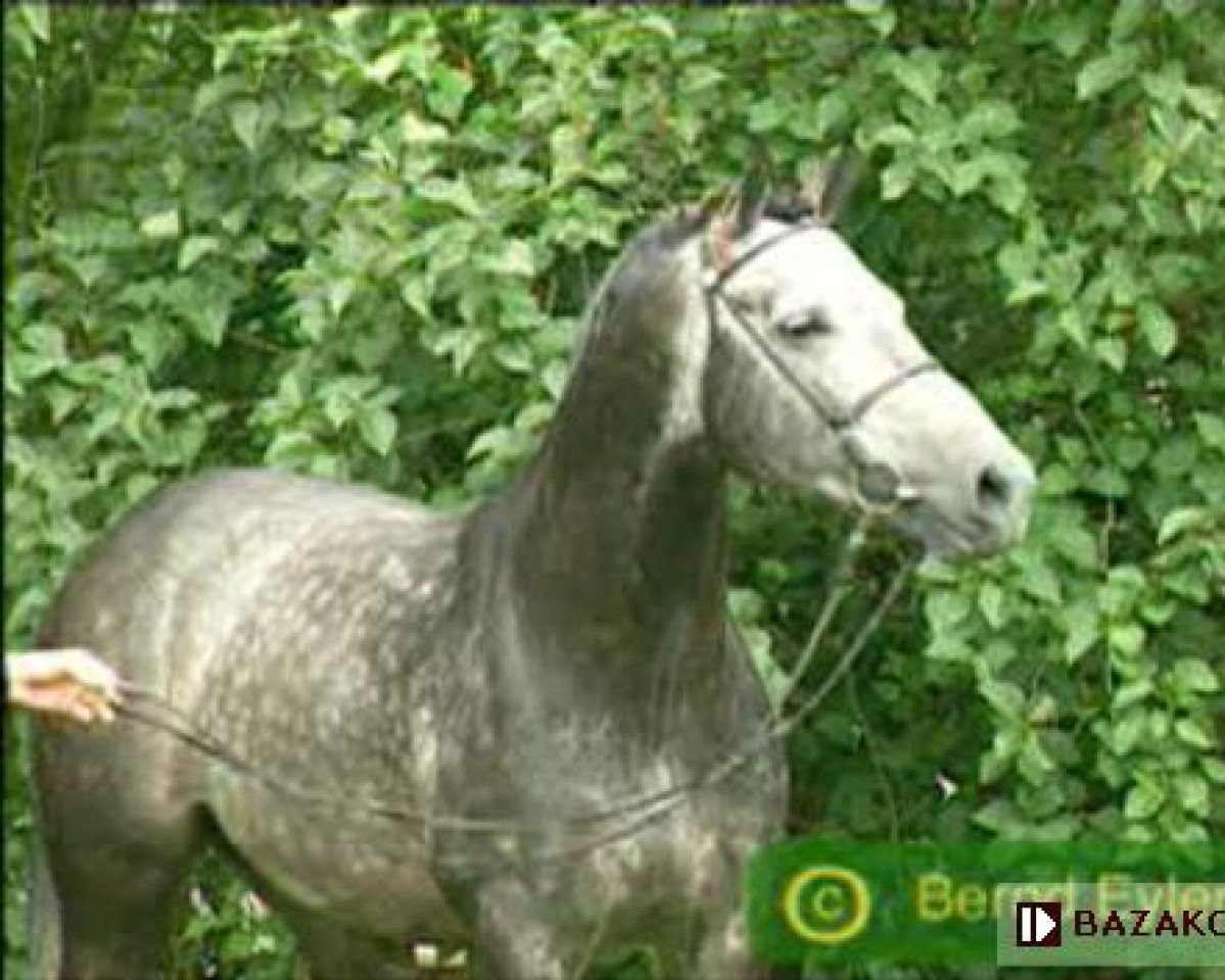 Deckhengst Loxgraf Go (Holsteiner, 1989, von Landgraf I)
