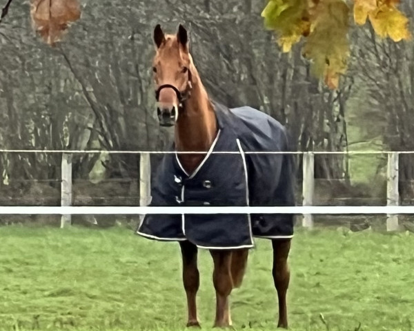 horse United Fox (Oldenburg show jumper, 2019, from United Touch S)
