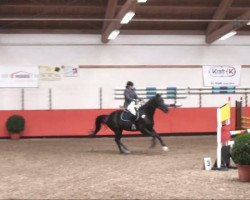jumper Renoir 147 (German Warmblood, 2002)