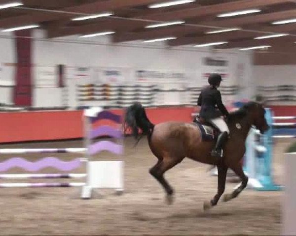 jumper Le Beau 32 (Oldenburg, 1996, from Lefevre)