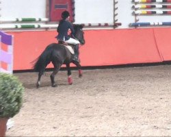 dressage horse Diva 468 (unknown, 1997, from Muscat)
