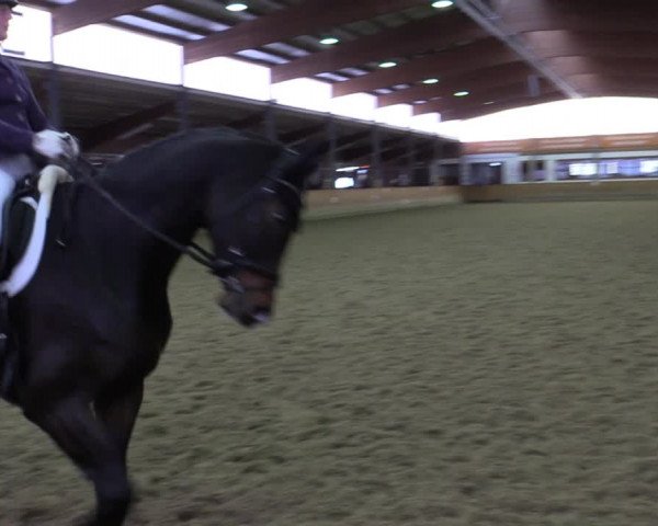 Reitturnier Appelhülsen 2022