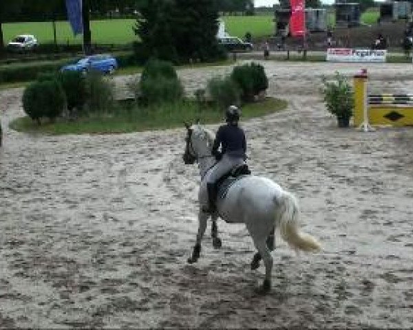 jumper Culano II Z (Zangersheide riding horse, 1999, from Carthago)
