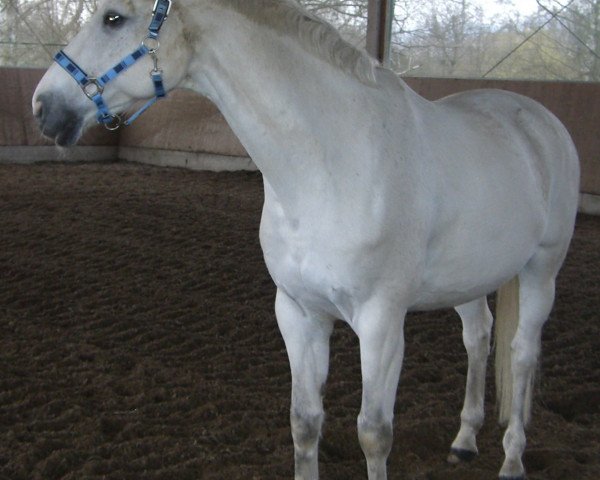 horse Zorcano (Oldenburg, 1996, from D-Day)