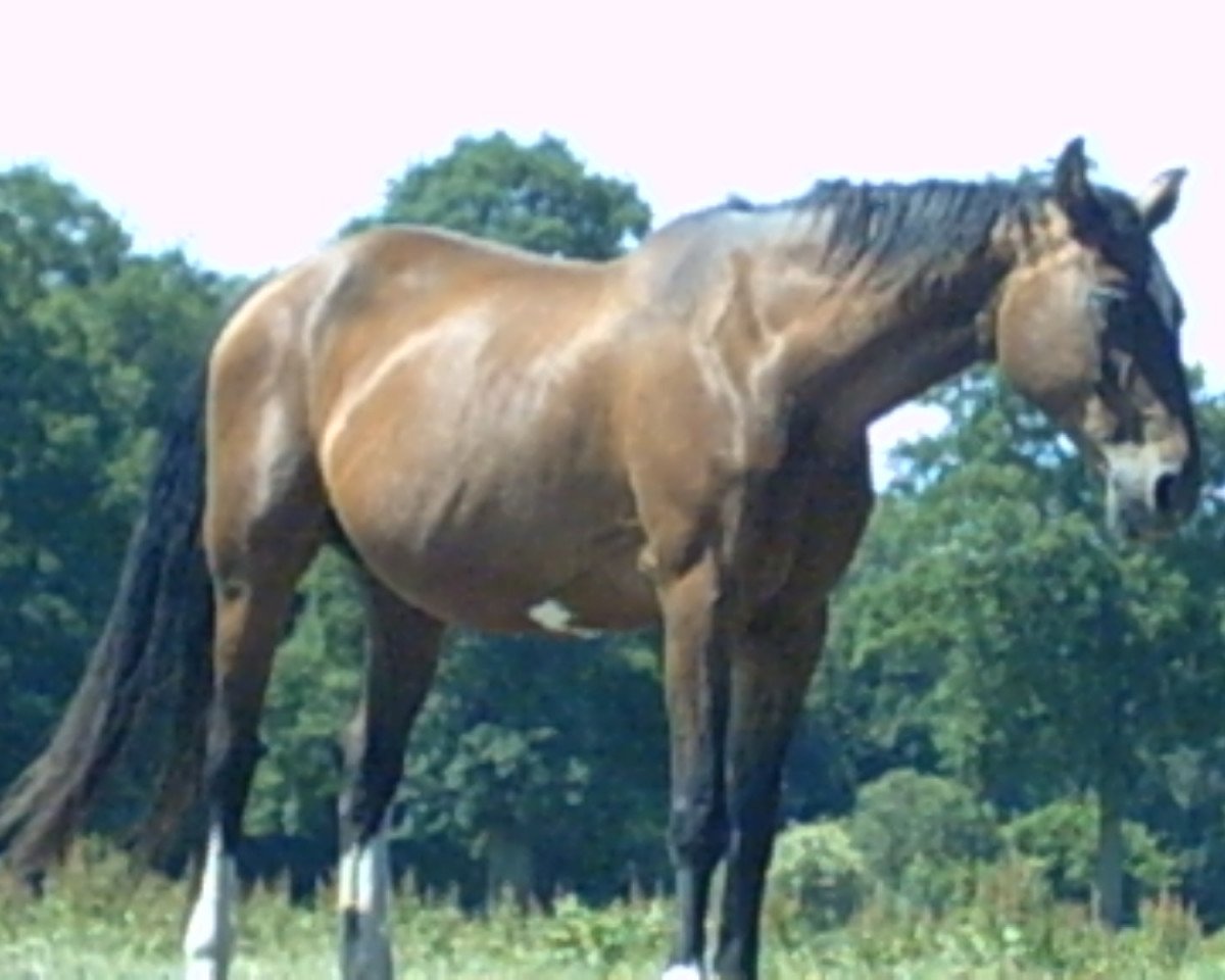 stallion Landfürst (Oldenburg, 1985, from Landgraf I)