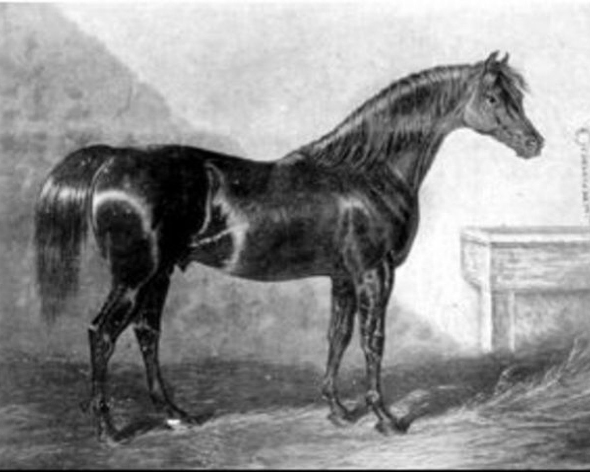 Deckhengst Walton xx (Englisches Vollblut, 1799, von Sir Peter Teazle xx)