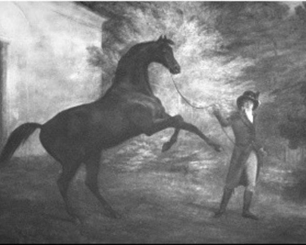 Deckhengst Saltram xx (Englisches Vollblut, 1780, von Eclipse xx) Deckhengst Saltram xx (Englisches Vollblut, 1780, von Eclipse xx)