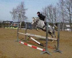 Springpferd Silver-moon (Polnisches Warmblut, 2000, von Pluto)