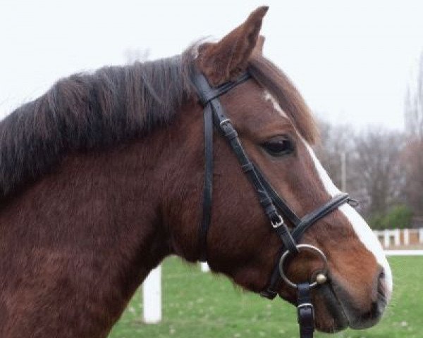 dressage horse Carlos (German Riding Pony, 2006, from Calvados)