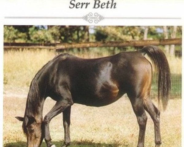 Zuchtstute Serr Beth ox (Vollblutaraber, 1975, von Ibn Fa Serr 1960 EAO) Zuchtstute Serr Beth ox (Vollblutaraber, 1975, von Ibn Fa Serr 1960 EAO)
