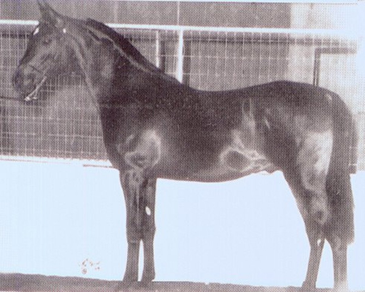 Deckhengst Amir Ibn Faserr ox (Vollblutaraber, 1978, von Ibn Fa Serr 1960 EAO)