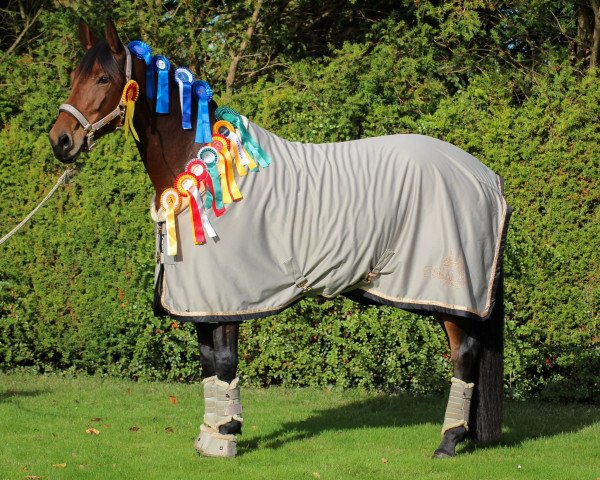 dressage horse Kiss Me Kate 21 (Trakehner, 2014, from Private Passion) dressage horse Kiss Me Kate 21 (Trakehner, 2014, from Private Passion)