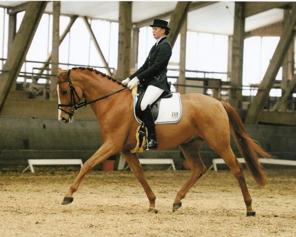 dressage horse Quirin Qinn (Oldenburg, 2004, from Quando-Quando) dressage horse Quirin Qinn (Oldenburg, 2004, from Quando-Quando)