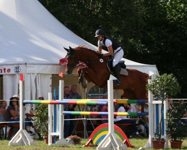 jumper Donna Wella Primera (Hanoverian, 2006, from Don Primero)