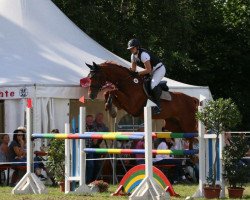 jumper Donna Wella Primera (Hanoverian, 2006, from Don Primero)