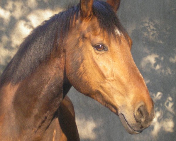 horse Lovin Spoonful (Holsteiner, 1988, from Labrador)
