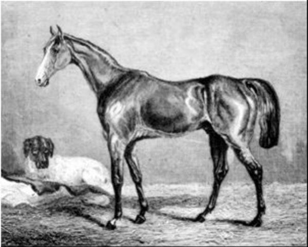 Deckhengst Harkaway xx (Englisches Vollblut, 1834, von Economist xx) Deckhengst Harkaway xx (Englisches Vollblut, 1834, von Economist xx)