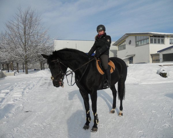 Zuchtstute Belle Marie (Oldenburger Springpferd, 2004, von Balou du Rouet)