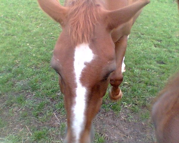 broodmare Anjetta (Oldenburg, 1987, from Watzmann)