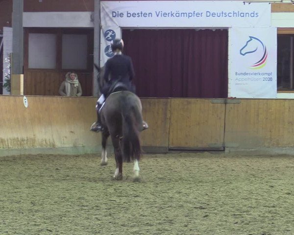 Reitturnier Appelhülsen 2022