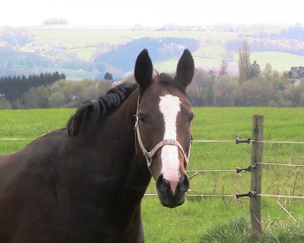 broodmare Piccolina (Westphalian, 1996, from Polany)